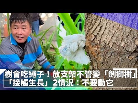 劍獅會放置在哪些地方|台南。安平小巷迷蹤 尋找23個安平劍獅全攻略